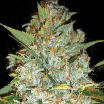 Cannabis seeds Kali's Mistery Feminised