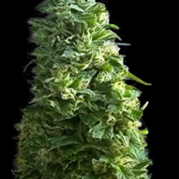 Насіння конопель Lime Skunk Feminised