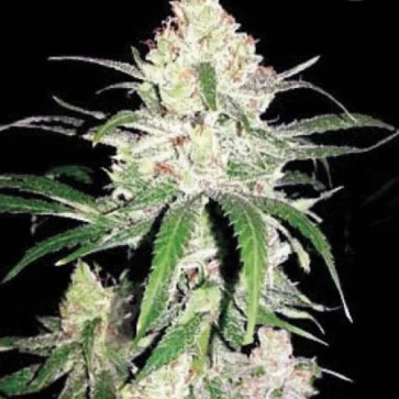 Насіння конопель Special Lime Haze Feminised