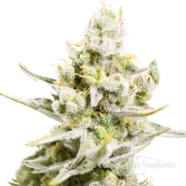 Семена конопли Auto Carpathian White Witch Feminised