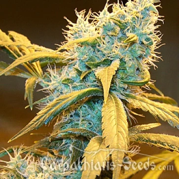 Насіння конопель Auto Northern Blue Feminised