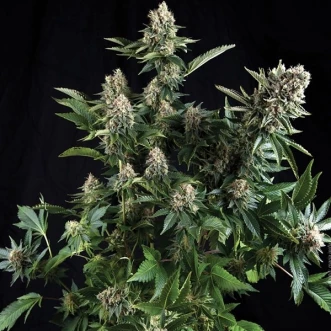 Семена конопли Auto White Widow Feminised