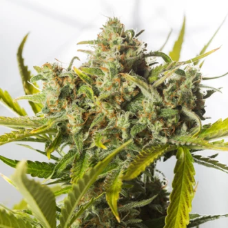 Auto Blue Critical Feminised Hemp Seeds