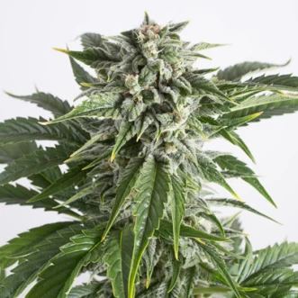 Auto Bubba Kush Feminised Hemp Seeds