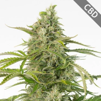Семена конопли Auto CBD Cheese Feminised