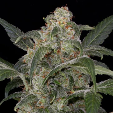 Семена конопли Auto Haze 2.0 Feminised