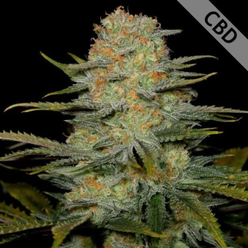 Семена конопли CBD Amnesia Feminised