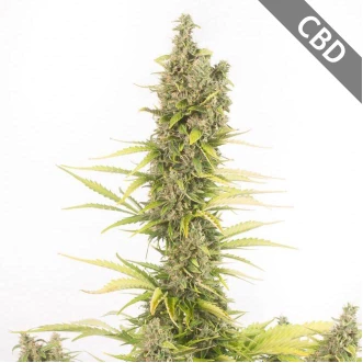 Насіння конопель Auto CBD Amnesia Feminised