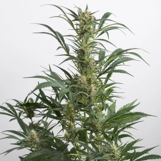 Auto Amnesia XXL Feminised cannabis seeds