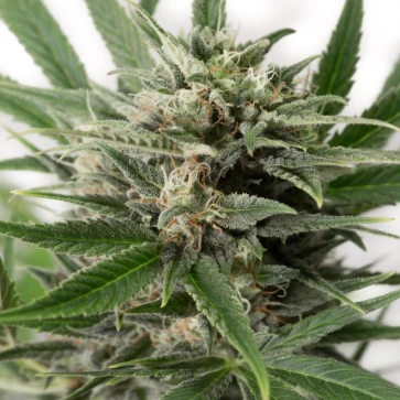 Auto Blue Amnesia XXL Feminised Cannabis Seeds
