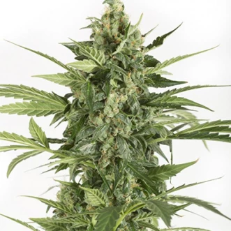 Auto Blue Cheese Feminised Hemp Seeds