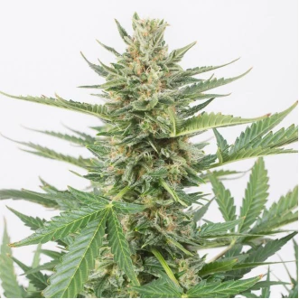 Auto Cheese XXL Feminised Hemp Seeds