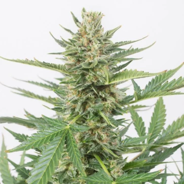 Семена конопли Auto Cheese XXL Feminised