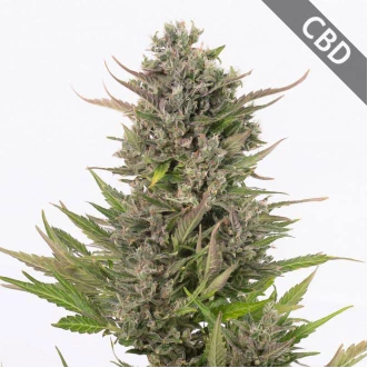 Auto CBD Critical Feminised Hemp Seeds