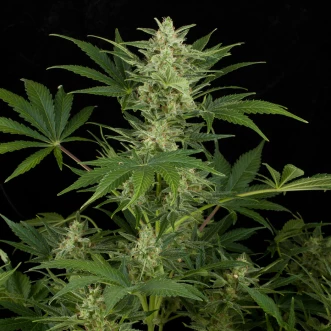 Насіння конопель Auto Critical Jack Feminised