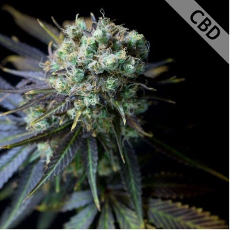Насіння конопель Auto CBD Dinamed Feminised