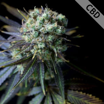 Семена конопли Auto CBD Dinamed Feminised