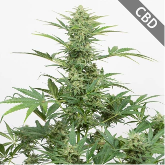 Семена конопли Auto CBD Industrial Plant Feminised