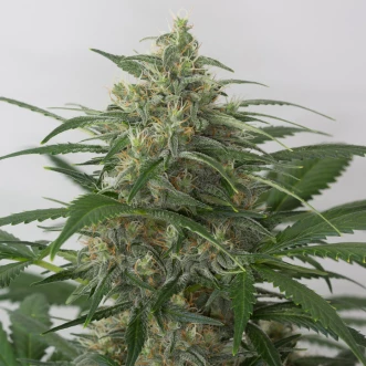 Auto Moby Dick XXL Feminised Hemp Seeds