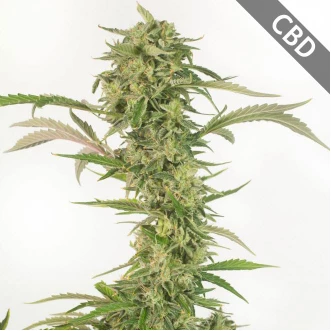 Auto CBD OG Kush Feminised Hemp Seeds