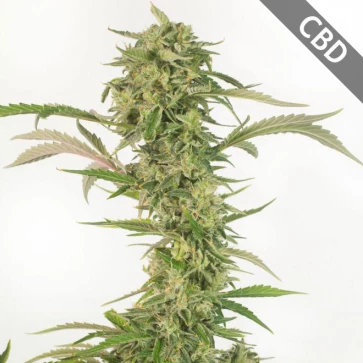 Насіння конопель Auto CBD OG Kush Feminised