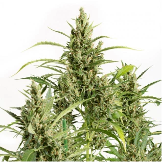 Auto Original Amnesia Feminised Cannabis Seeds