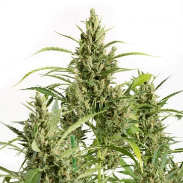 Насіння конопель Auto Original Amnesia Feminised