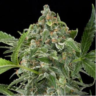 Auto White Cheese Feminised Hemp Seeds