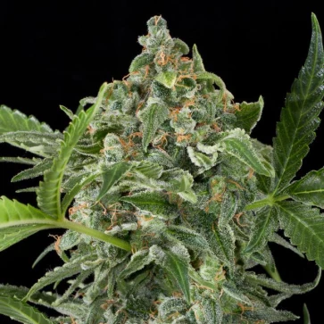 Семена конопли Auto White Cheese Feminised