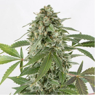 Auto White Widow Feminised Cannabis Seeds