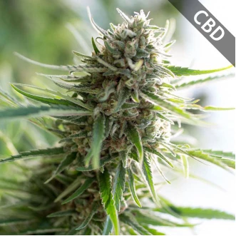 Семена конопли CBD Critical Mass Feminised