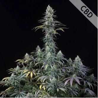 Семена конопли CBD Early Amnesia Feminised