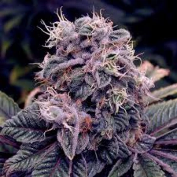 Auto Blueberry Feminised Hemp Seeds