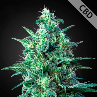 Семена конопли Auto CBD White Widow Feminised