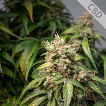 Семена конопли Auto CBD Charlotte*s Angel Feminised
