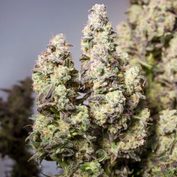 Auto Colorado Cookies Feminised Cannabis Seeds