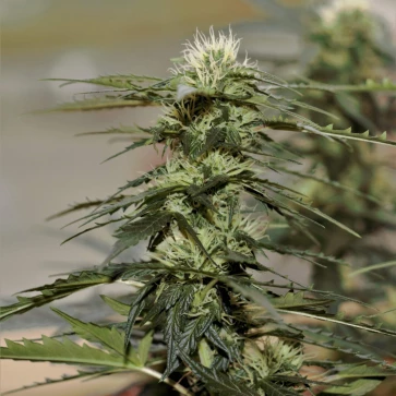 Auto Daiquiri Lime Feminised Hemp Seeds