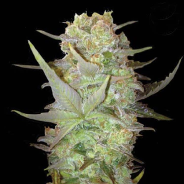 Семена конопли Auto Durban Poison Feminised