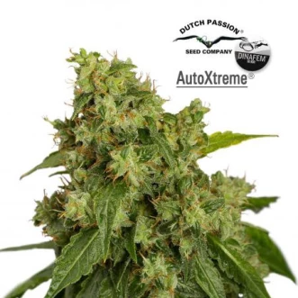 Семена конопли Auto Xtreme Feminised