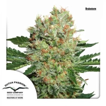 Brainstorm Feminised Hemp Seeds