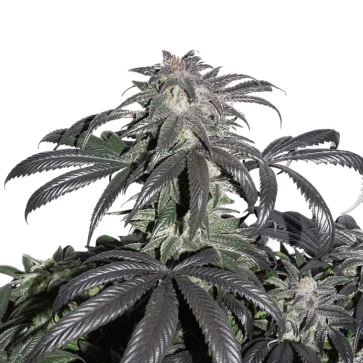 Bubba Island Kush Feminised Hemp Seeds