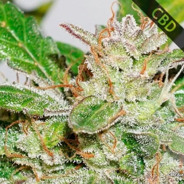 Auto CBD Compassion Lime Feminised Hemp Seeds