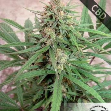 Насіння конопель CBD ComPassion Feminised