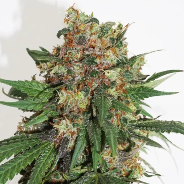 Master Kush Feminised Hemp Seeds
