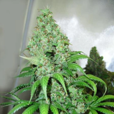 Orange Hill Special Feminised Hemp Seeds