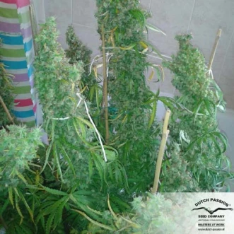 Семена конопли Skunk#11 Feminised