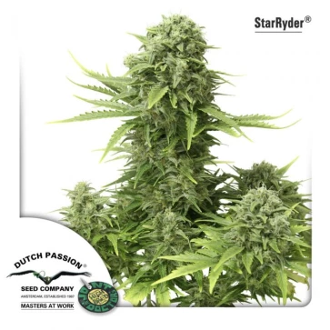 Auto StarRyder Feminised Hemp Seeds