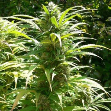 Durban Poison Feminised Hemp Seeds