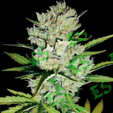 Насіння конопель Auto Super Skunk Feminised Gold