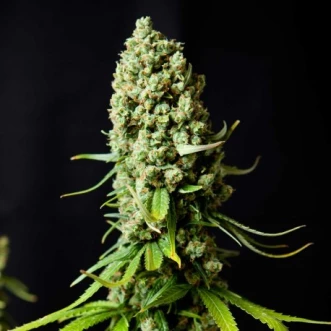 Насіння конопель Early Skunk Feminised Gold